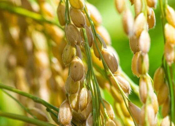 A close-up of rice plants