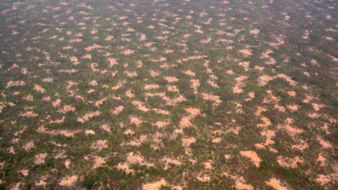 Chia seedlings verify Alan Turing’s ideas about patterns in nature