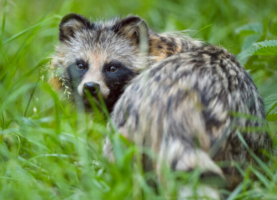 A photo of a raccoon dog looking over its should at the camera while it stands in a field of tall grass.