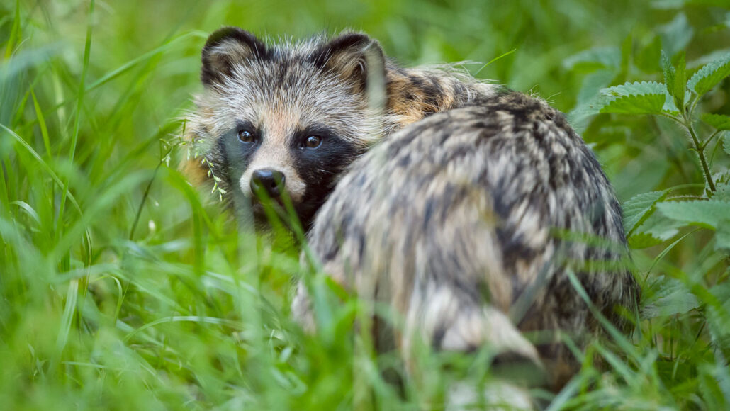 How raccoon dog DNA fits into the COVID-19 origins debate