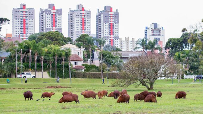 Capybaras thrive, even near humans, because they’re not picky eaters