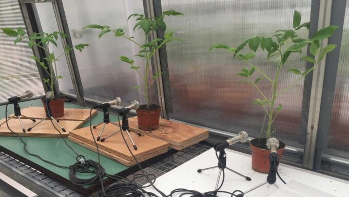 Stressed plants make ultrasonic clicking noises