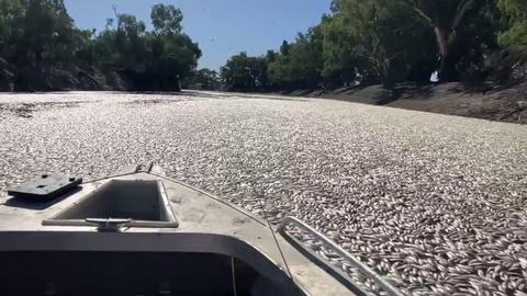 ‘Unfathomable’: Millions of fish die in Australian river due to heatwave