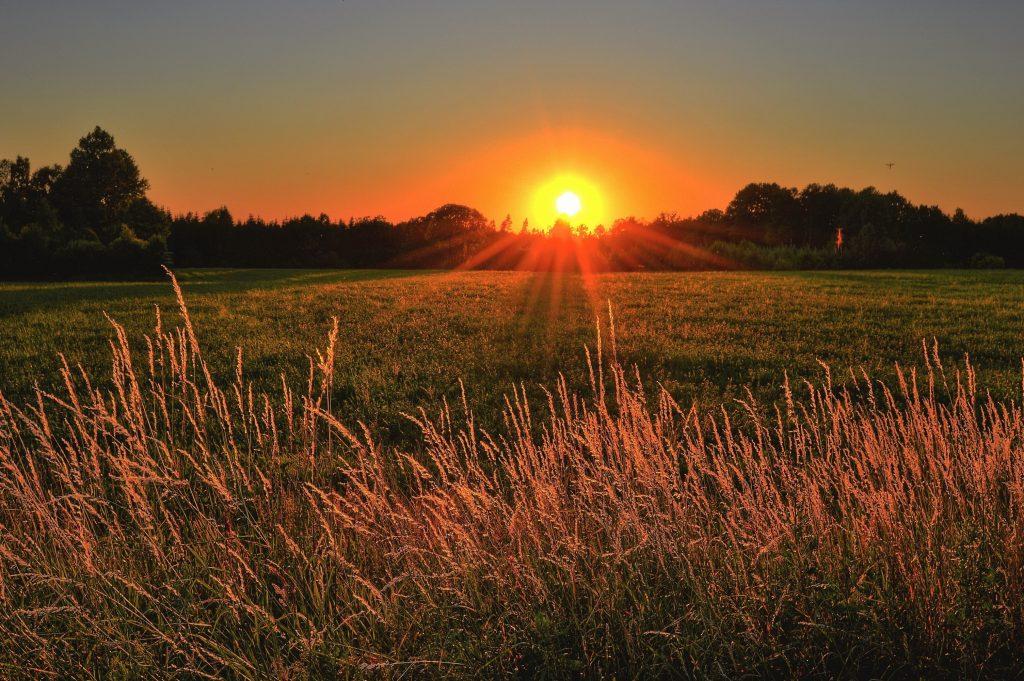 orange field