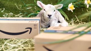 Ein Schaf sitzt auf einer grünen Wiese neben zwei braunen Amazon-Paketen