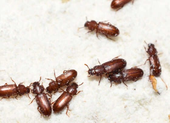 A close up photo of several red flour beetles sitting on a pile of white flour with specks of flour stuck to some of the beetles.