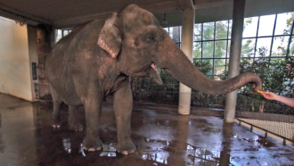 This elephant peels bananas, but only slightly ripe ones