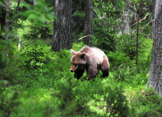 A photo of a brown bear walking through a field of green leaves and other plants with trees visible throughout.