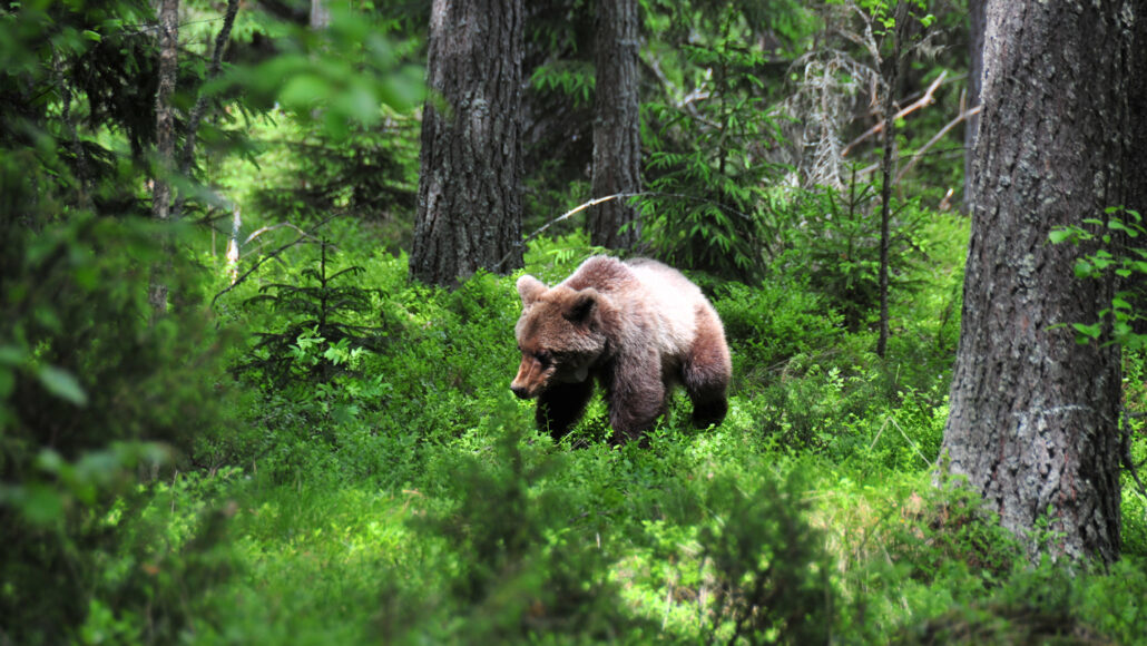 Hibernating bears don’t get blood clots. Now scientists know why