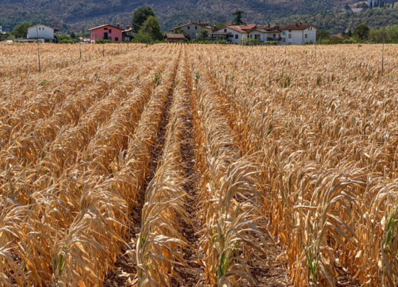 A photo of yellowed corn crops in a field.