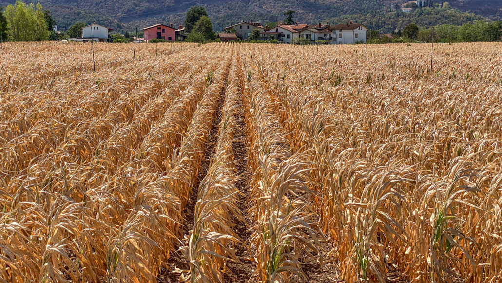 ‘Flash droughts’ are growing increasingly common