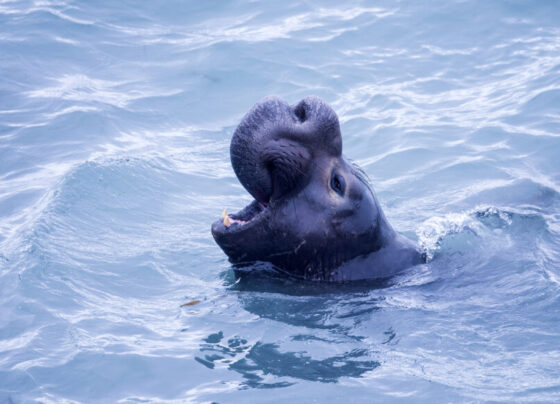 A photo of a northern elephant seal poking its head out of the water.