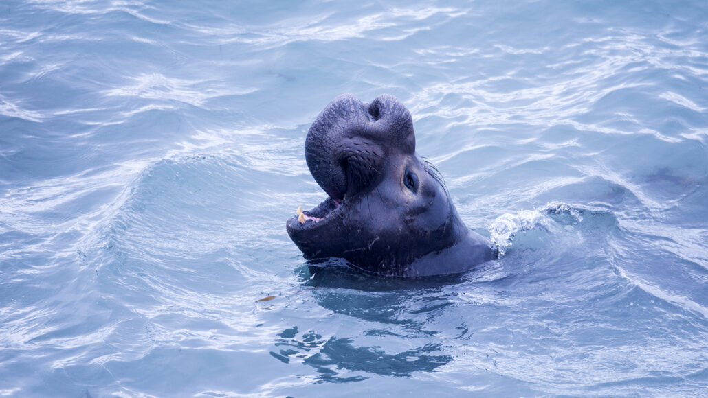 Northern elephant seals sleep just two hours a day at sea