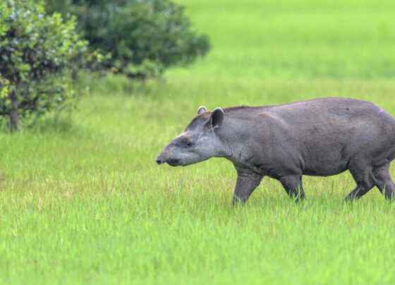 A photo of a South American tapir walking through a green grass field with some bushes in the background.