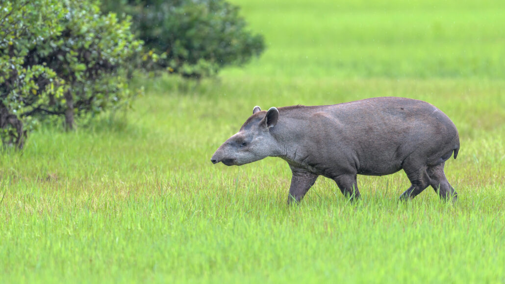 Here are 5 cool findings from a massive project on 240 mammal genomes