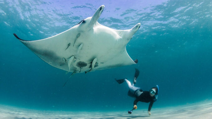 This marine biologist is on a mission to save endangered rays