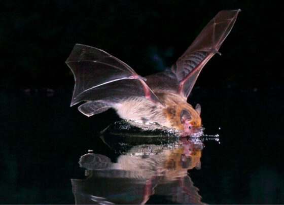 A photo of a bat flying over top a body of water and dipping its mouth in.