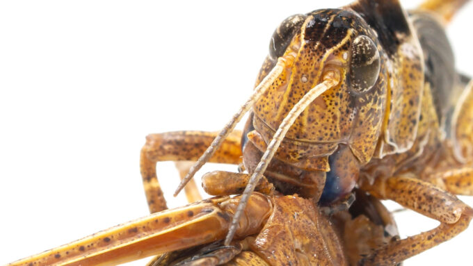 Swarming locusts can deploy a chemical to avoid being cannibalized