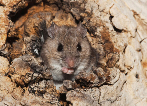 A close up photo of a tiny brown mouse poking the top half of its body out of a hole in a tree.