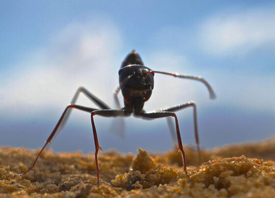 A close up photo of a forager Cataglyphis fortis ant standing on a brown sandy surface.