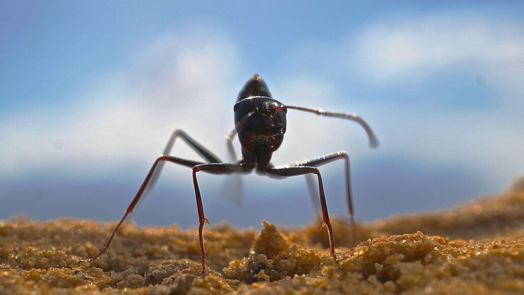 These ants build tall nest hills to help show the way home