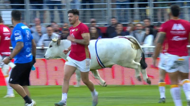 Players forced to run for cover as raging bull creates havoc at a rugby league match in France