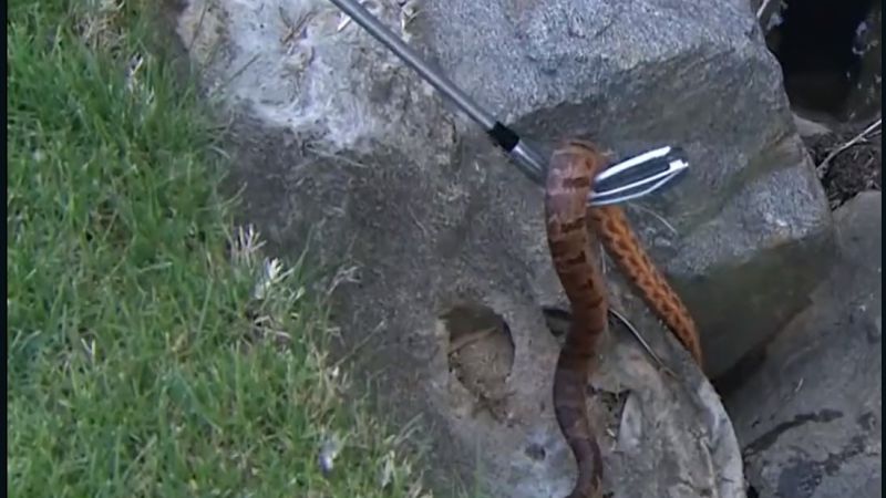 Rickie Fowler picks up snake with golf club at Wells Fargo Championship