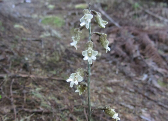 A Cooper's black orchid growing in a forest