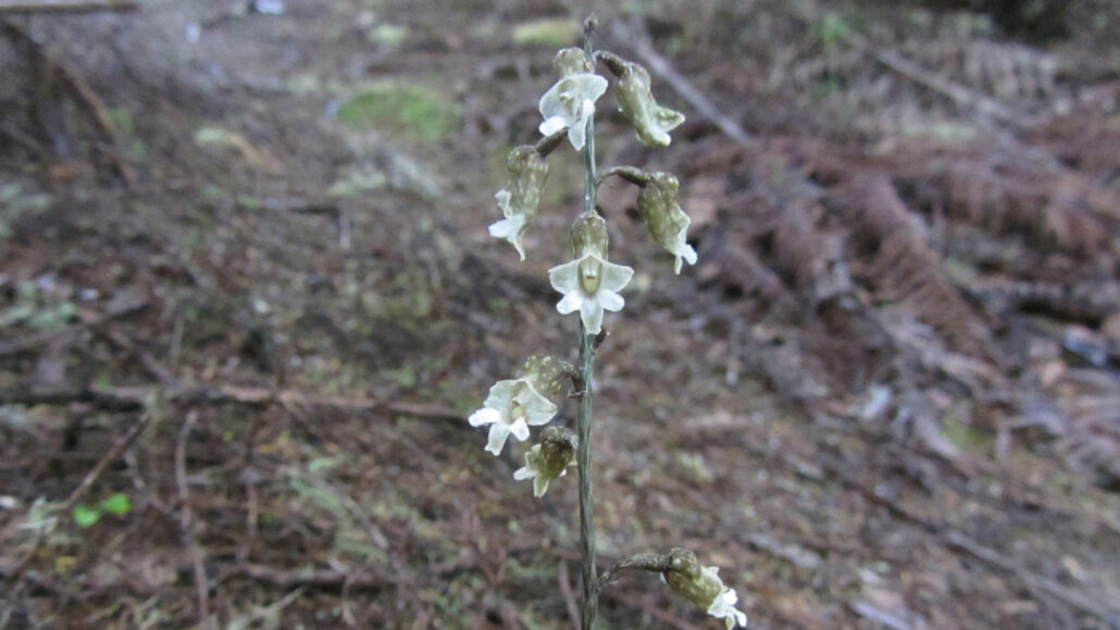 A hunt for fungi might bring this orchid back from the brink