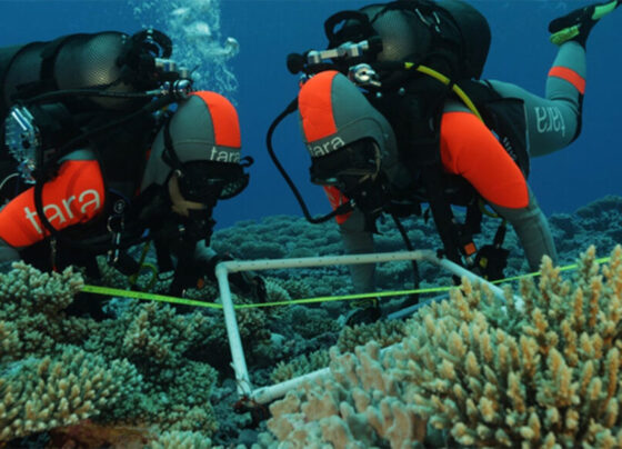 Two scuba divers investigating a coral reef