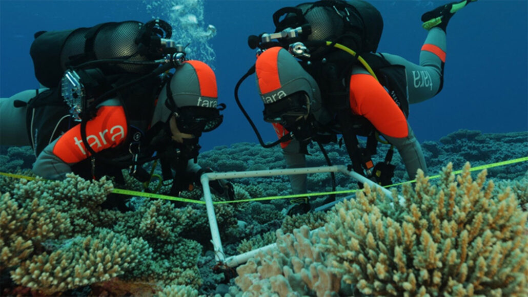 Coral reefs host millions of bacteria, revealing Earth’s hidden biodiversity