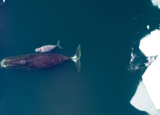 An overhead photo of a black bowhead whale mother with a smaller gray bowhead whale child swimming on the surface of icy water.