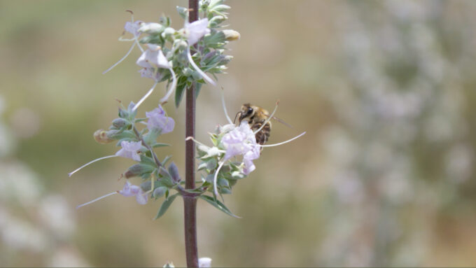 Flowers pollinated by honeybees make lower-quality seeds