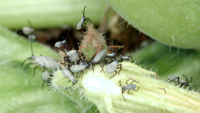 Young squash bugs seek out adults’ poop for an essential microbe