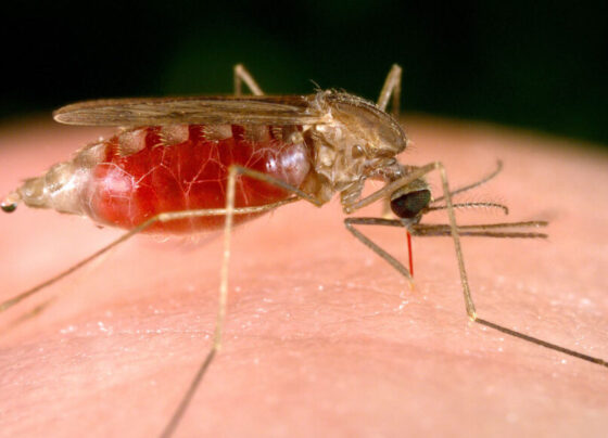 A close up photo of a mosquito resting on a person's finger.