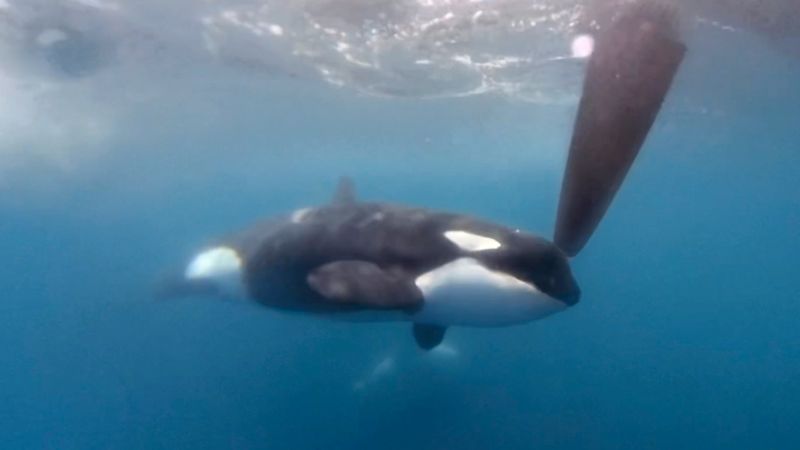 Orca pod attacks Ocean Race boats near Gibraltar