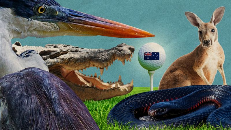 How to play alongside crocodiles, snakes and kangaroos: Golf, Aussie-style