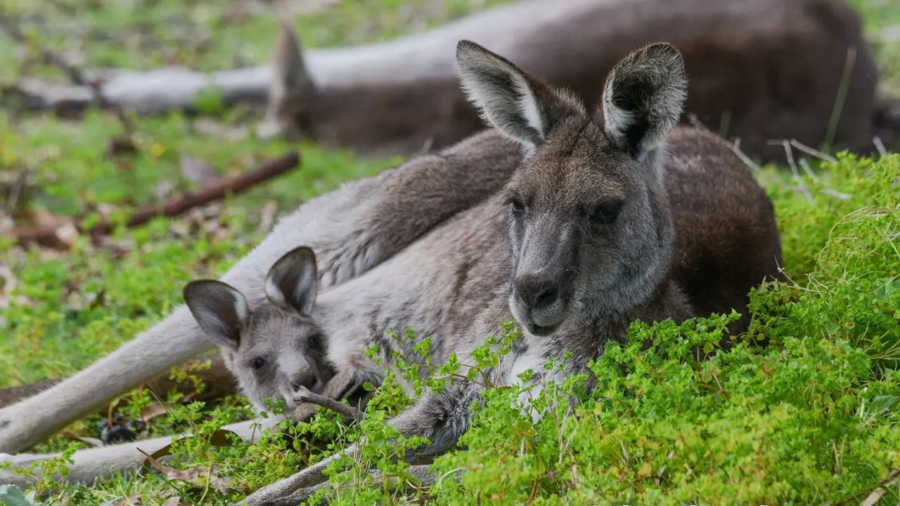 Joeys are local celebrities around the course.