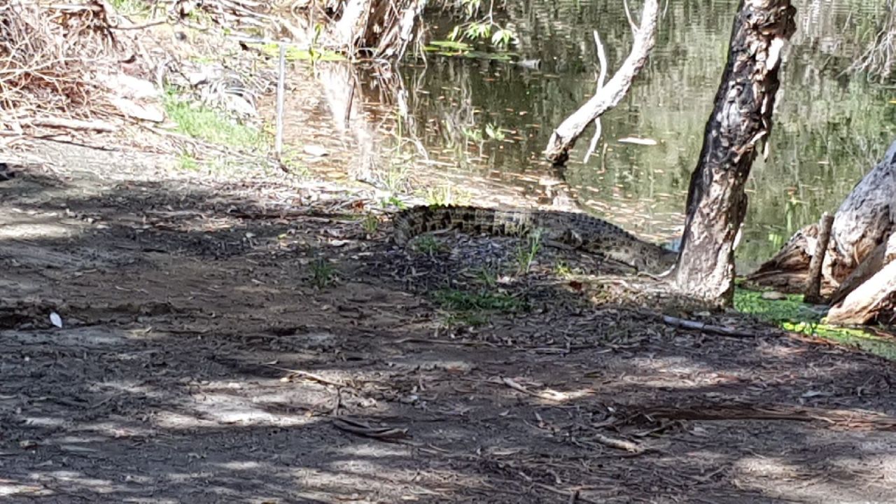 A crocodile sunbathes near one of the course's water hazards.