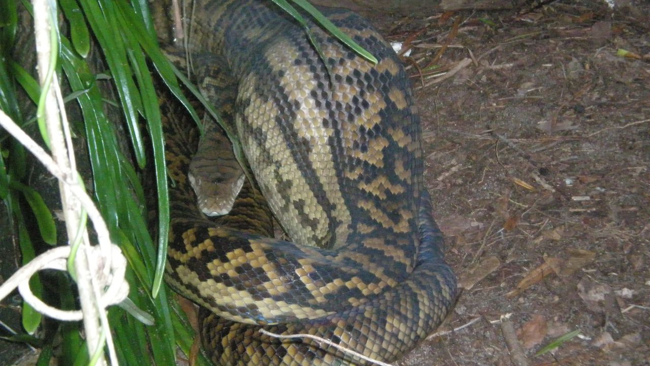 An enormous python was recently spotted at the course.