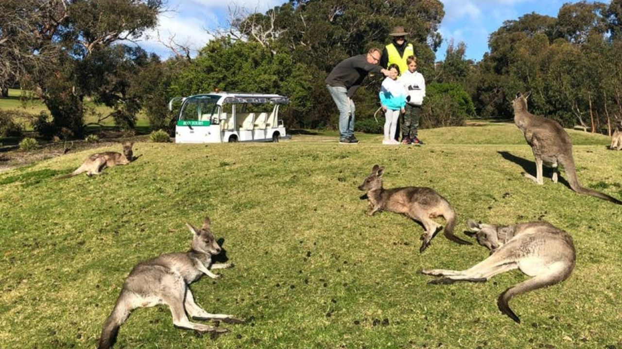 Anglesea has been running kangaroo tours since 2015.