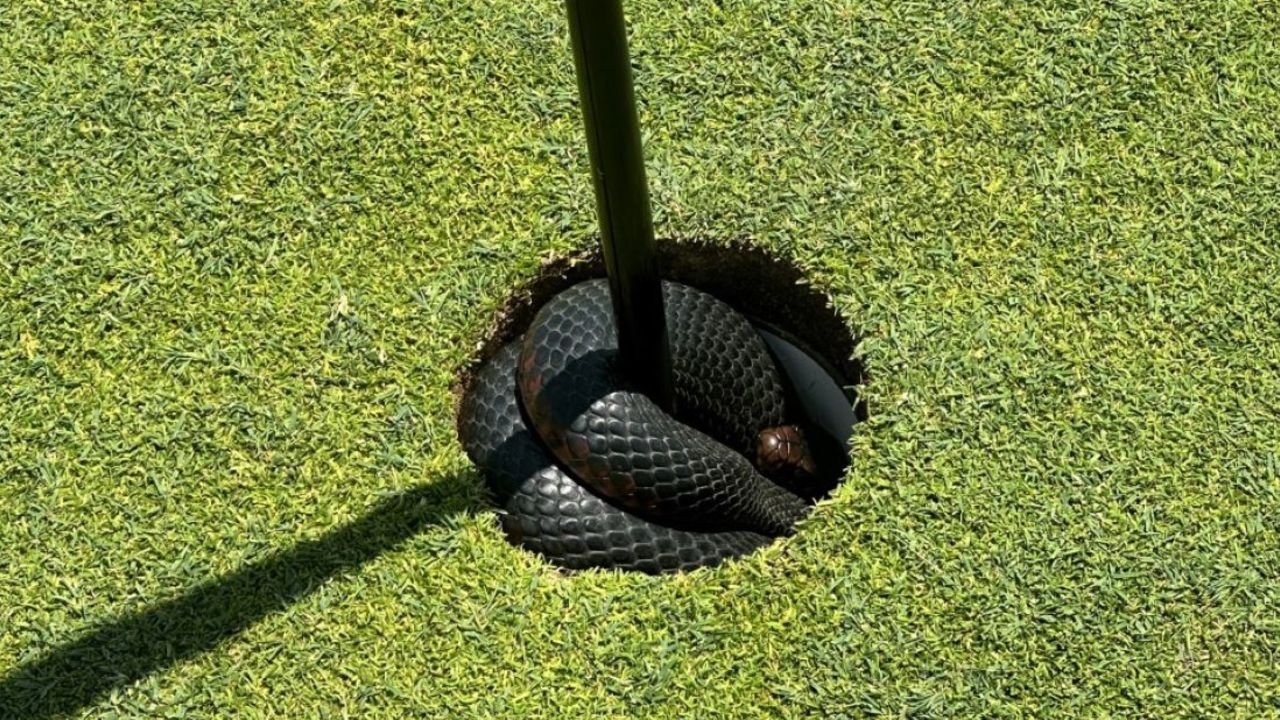 The red-bellied black snake found a cozy spot in the cup.