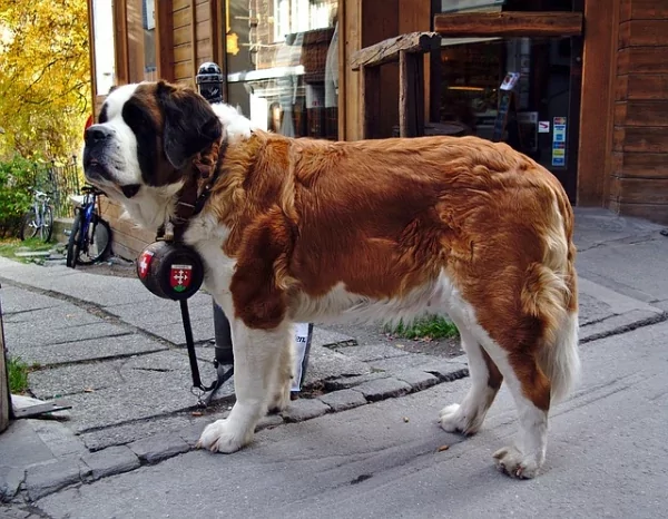 swiss-mountain-rescue-dog