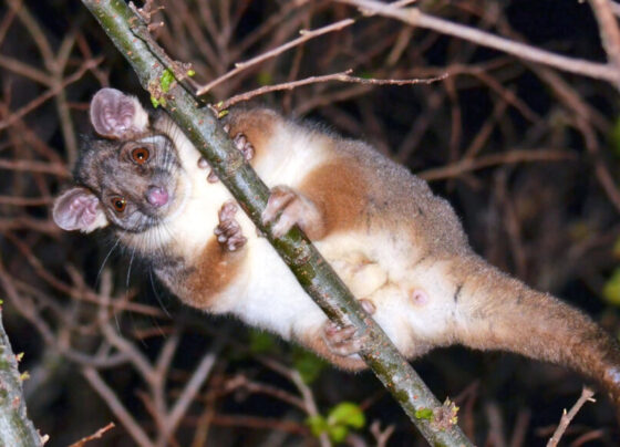 A photo of a ringtail possum sitting on a tree branch looking down at the camera.