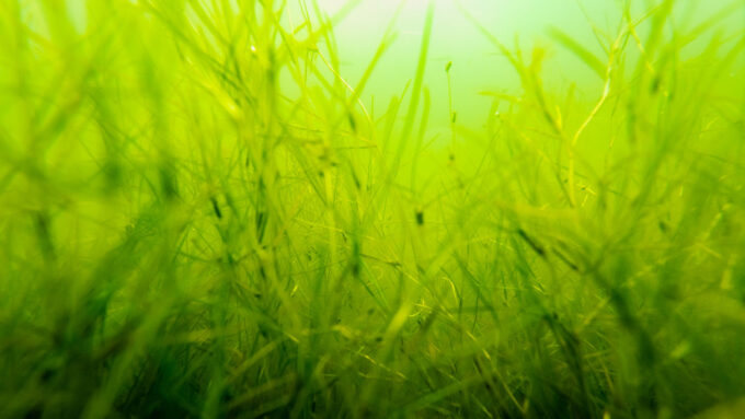 This seagrass is taking over the Chesapeake Bay. That’s good and bad news