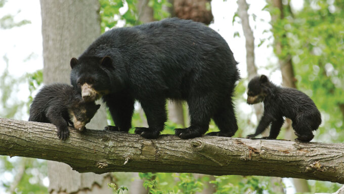 Explore the past, present and future of ‘Eight Bears’