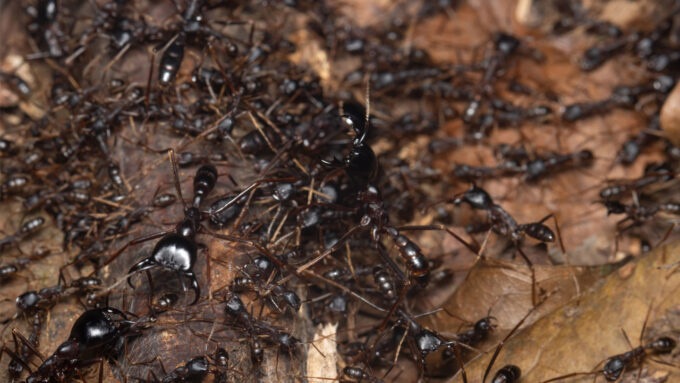 Some African birds follow nomadic ants to their next meal