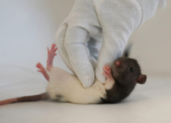 A gloved hand tickles a rat lying on its back