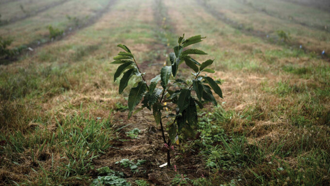 ‘Blight’ warns that a future pandemic could start with a fungus