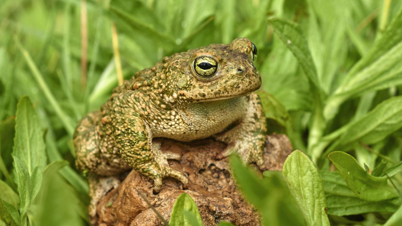 The natterjack toad is one of Britain's rarest amphibian species.